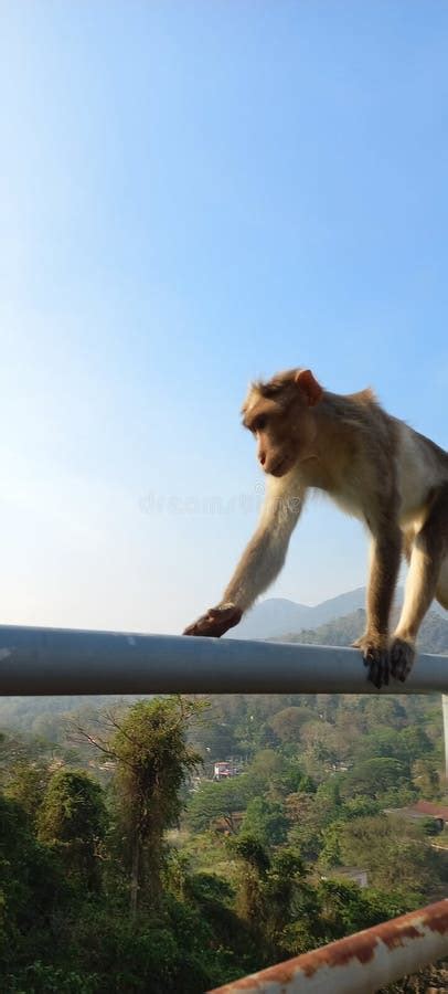 Funny Monkeys Stock Image Image Of Feldman Monkey 157009757