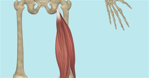 The Hamstring Muscles Attachments And Actions Yoganatomy