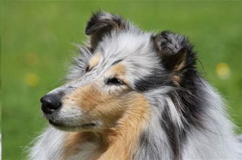 Free black breeders are very inert chemically to avoid reacting with foods that are put in them. Ingledene Rough Collies