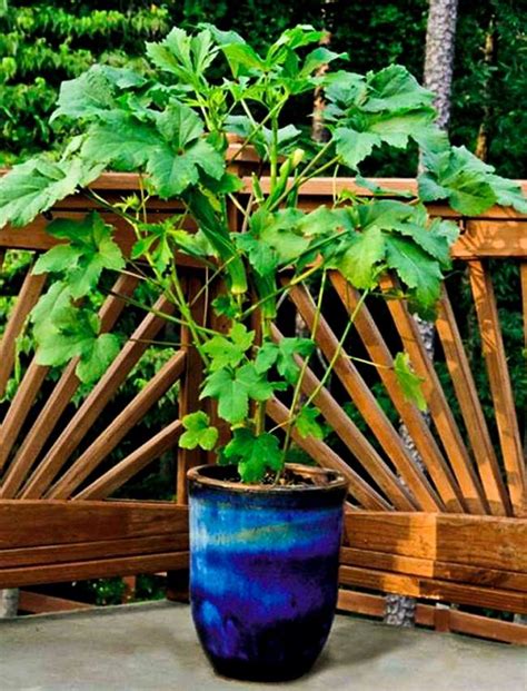 Growing Okra In Pots How To Grow Okra In Containers Balcony Garden Web