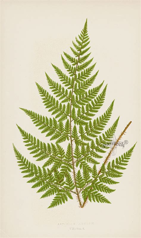 Lowe Antique Prints Of Ferns 1856 Antique Botanical Print Fern