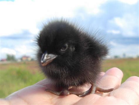 Baby Crow Knows Nothing Raww