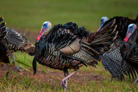 What Is A Turkey Grand Slam 4 Subspecies You Need To Know