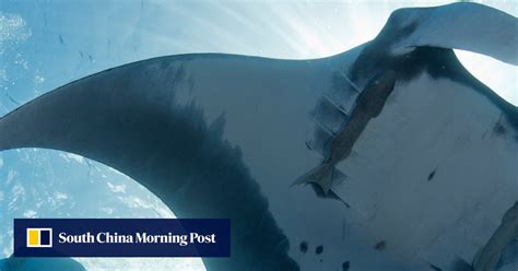 Scientists Discover Worlds First Known Manta Ray Nursery South China