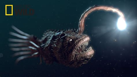 Deep Sea Creatures Beyond The Ocean