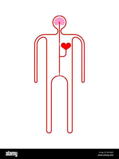 Human Circulatory System Cartoon Body Anatomy Vector Illustration