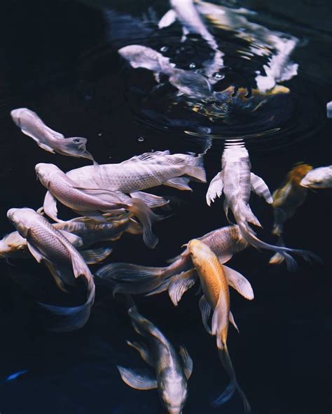 Pin By Destinee Kerr On Photography Aesthetic Art Fish Aesthetic