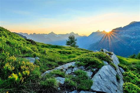 Sunrise At The Swiss Alps Mountains Wildflowers Morning Sun Bonito