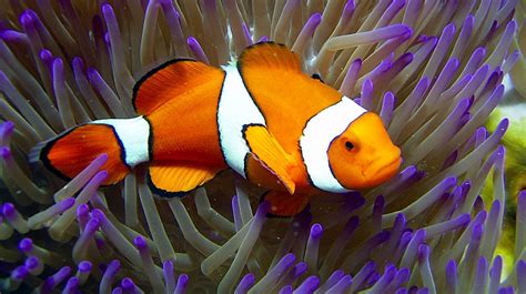 The Best Aquariums And Marine Parks In Australia