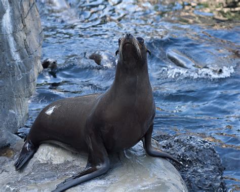 Gratis Billeder Hav Ocean Dyreliv Zoo Ung Pattedyr Fauna