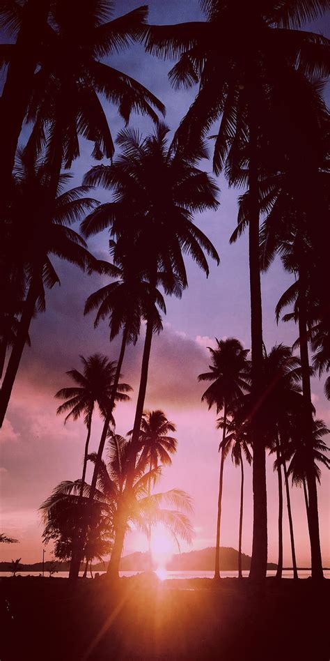 1080p Free Download Palms Palm Trees Colorful Sunsets Sunset