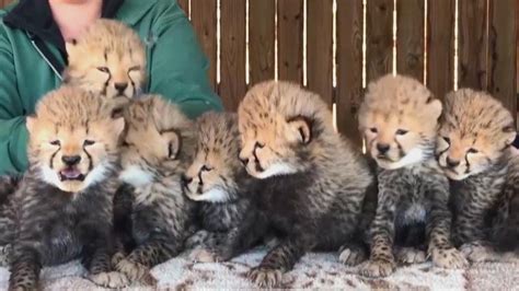 7 Baby Cheetahs Enter The World Youtube