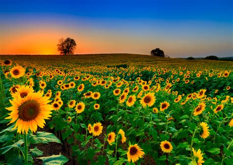 5 Sunflower Fields To See In Full Bloom