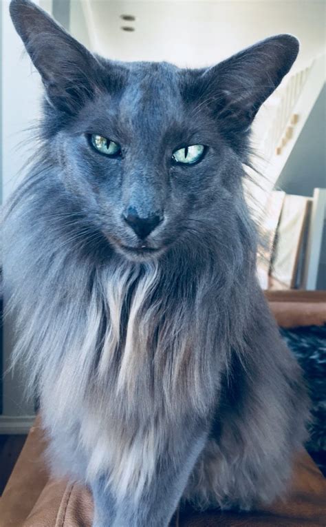 Oriental Longhair Cat Breed Information Everything You Want To Know
