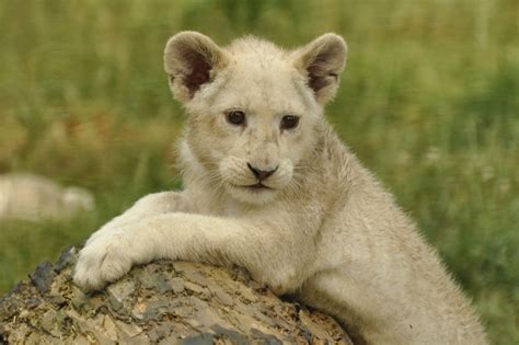 Wallpaper Nature Grass Wildlife Fur Big Cats Claws Whiskers