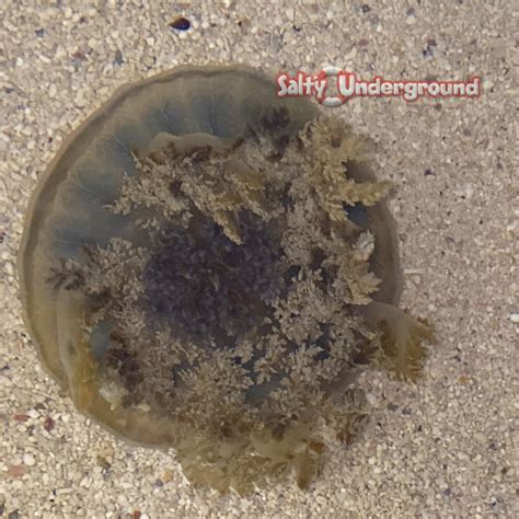 Salty Underground Cassiopea Jellyfish Cassiopea Xamachana