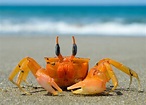 Debout les crabes la mer monte, debu le krab la mer mot
