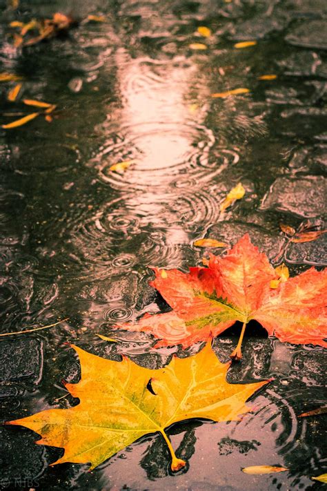 Autumn Leaves On A Wet Day Autumn Leaves Photography Autumn Leaves