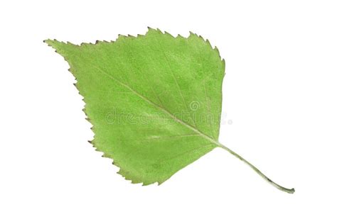 Birch Leaf Isolated Stock Photo Image Of Leaf Still 235953454