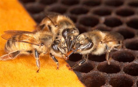 ‘future Is Not Looking Good For Canadian Beekeepers Hit By Record Losses Canadas National