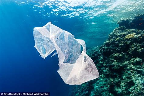 Plastic Eating Microbes May Have Evolved In The Ocean Daily Mail Online