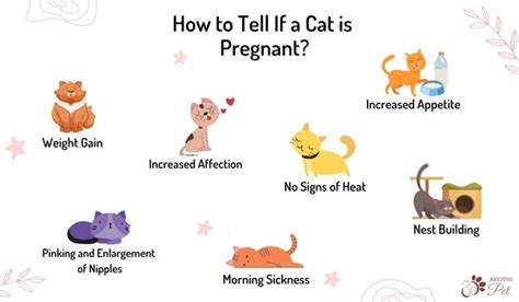 Signs A Cat Is Pregnant How To Tell If A Cat Is Pregnant