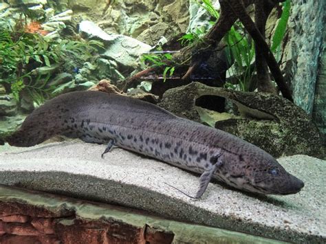 Lungfish Characteristics Distribution Types And More