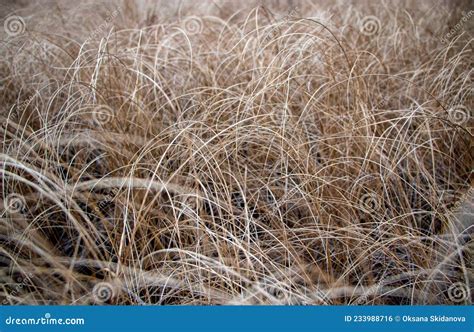 Autumn Meadow With Yellowed Dry Grass Waves Dry Yellow Grass With Thin