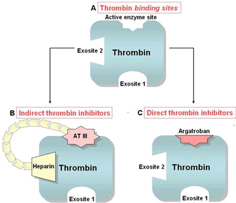 Schematic Of Thrombin Binding Sites A And Indirect And Direct