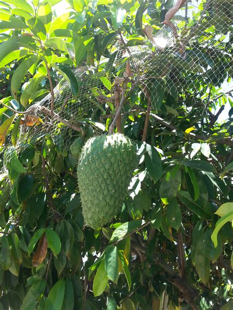 Graviola (annona muricata), also called soursop, is a fruit tree that grows in tropical rainforests. Forum: Graviola Tree Or Soursop