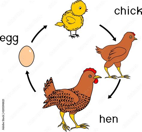 Chicken Life Cycle With Titles Stock Vector Adobe Stock