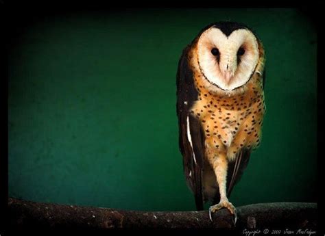 African Grass Owl Owl Owl Photos Beautiful Birds