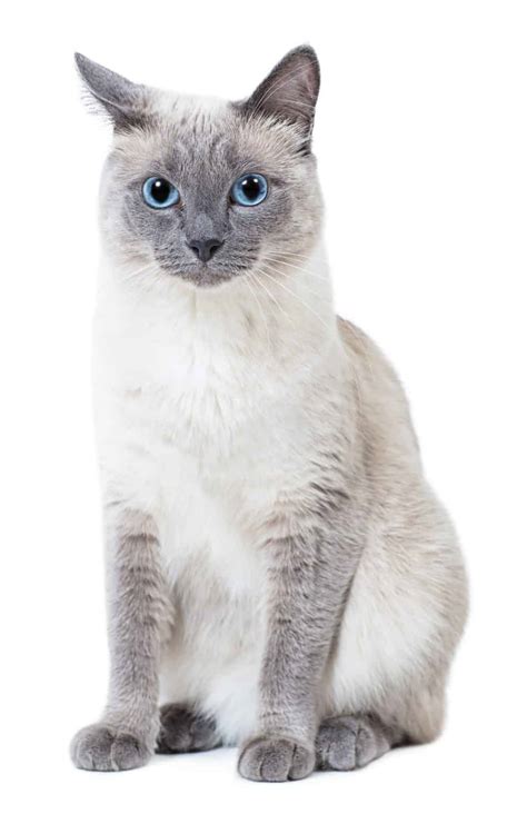 Blue Point Siamese Cat 5 Types Revealed