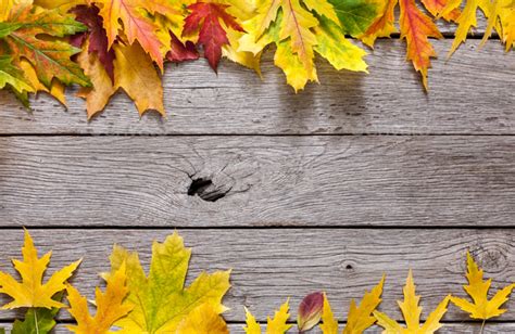 Autumn Maple Yellow Leaves On Rustic Wood Background Stock Photo By