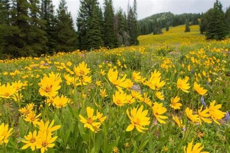 Pin By Autumn Gunter On Posters National Parks Yellowstone