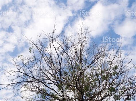 Dry Tree Clouds Sky Wallpapers Wallpaper Cave