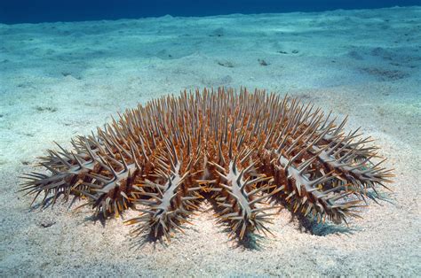 Quick facts about this venomous and invasive sea star! Crown-of-Thorns Starfish Facts