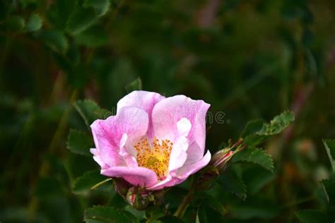 Single Pink Alberta Wild Rose Stock Photo Image Of Macro Petal