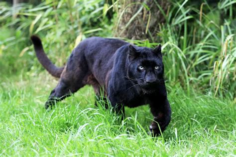 Huge Black Panther On The Loose In Britain Terrified Locals Claim