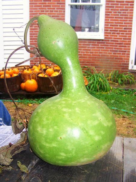 Luffa has a mild, delicate flavor and soft texture; GOURD Giant Bottle - Gourds - Australian Seed