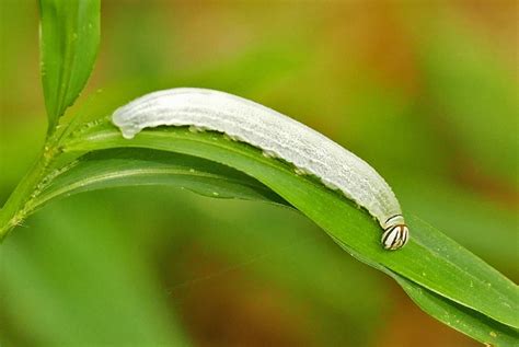 Caterpillars In Texas Pictures And Identification Guide
