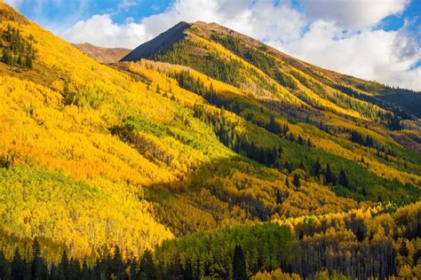 19 Most Common Trees In Colorado Progardentips