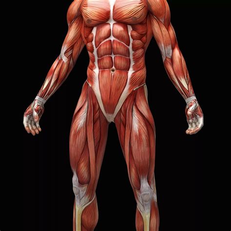 Longest Muscle In Human Body