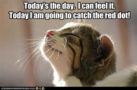 Today Im Getting That Red Dot Cat Picture