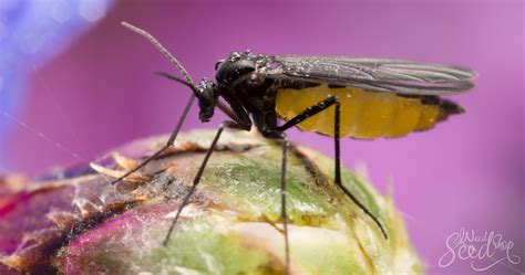 What Are Fungus Gnats And How To Kill Them Weedseedshop