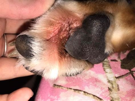 Common Paw Problems In Dogs What They Are And How To Treat Them
