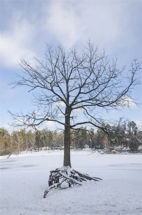 Naked Winter Tree Stock Photo Image Of Freshness Texture