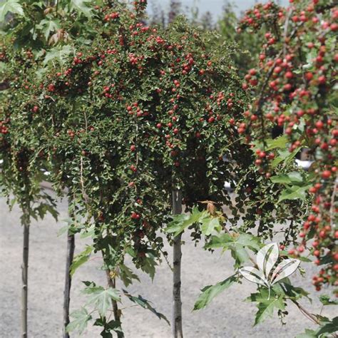 Cotoneaster Apiculatus Cranberry Cotoneaster Patio Tree From Greenleaf