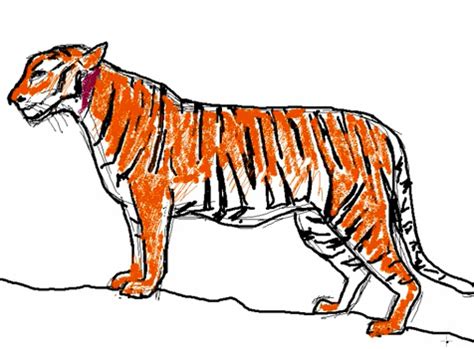 Comment dessiner un tigre Apprendre à Dessiner