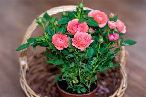 How To Plant And Grow Roses In Pots Uk